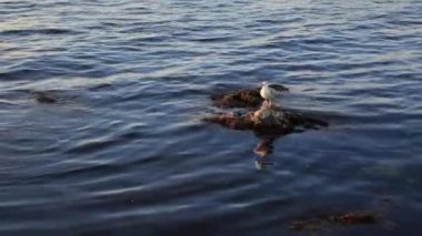 Deniz kenarındaki kayalarda yalnız martı oturuyor. Deniz kuşuyla deniz sörfü hattında taşın üstünde doğal bir arka plan..