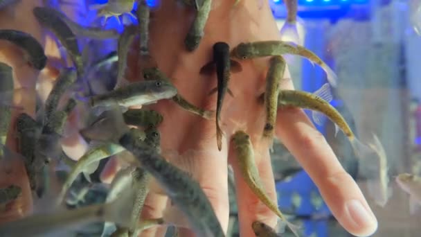 Woman puts her hands in aquarium with Red Garra or Garra Rufa fishes also known as Doctor Fish or Nibble Fish. Spa attraction for tourists. Slow motion. — Stock Video
