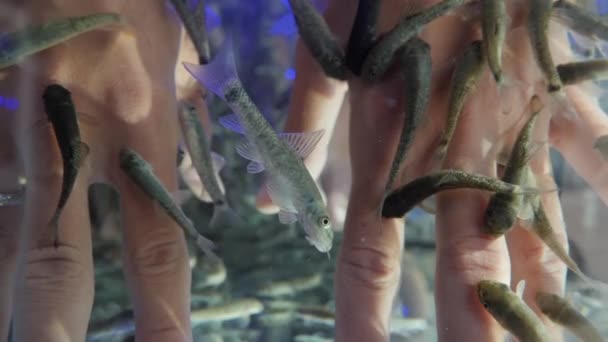 Жінка кладе руки в акваріум з Червоною Гаррою або рибою Гарра Руфа, також відомою як риба-доктор Фіш або риба Ніббл. Привабливість для туристів. Повільний рух. — стокове відео