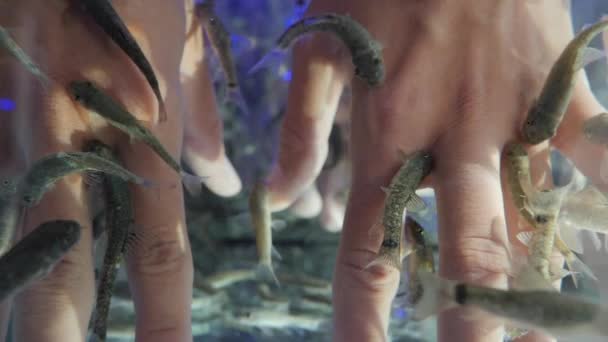 Vrouw legt haar handen in het aquarium met Rode Garra of Garra Rufa vissen ook wel bekend als Doctor Fish of Nibble Fish. Spa attractie voor toeristen. Langzame beweging. — Stockvideo