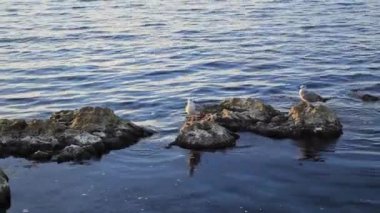 Martılar deniz kenarındaki kayalarda otururlar. Deniz kuşları deniz sörfü hattında taşların üzerinde doğal arka plan..