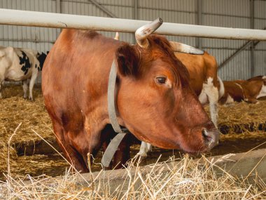 Kahverengi inek saman çiğneyen portresi. İnek ahırında sığır ve boğa sürüsü. Hayvan yetiştiriciliği. Çiftlikteki memeliler. 