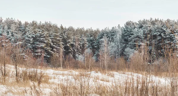 Panoráma Kilátás Mező Szárított Tűlevelű Erdő Természetes Háttér Fákkal Alatt — Stock Fotó