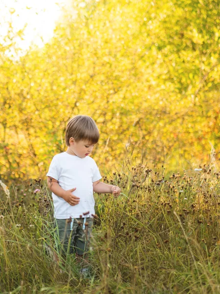 Милый Мальчик Трогает Цветы Поле Активный Отдых Свежем Воздухе Малышей — стоковое фото