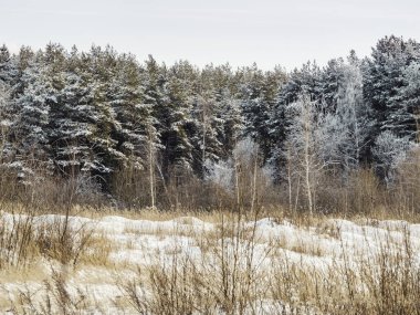 Kar altındaki ağaçlarla birlikte kış doğal arka planı. Kırsal alan. Karlı hava.