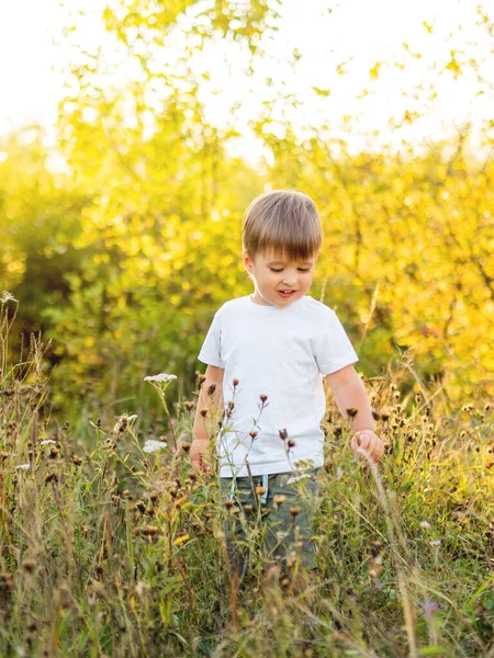 Netter Kleiner Junge Berührt Blumen Auf Dem Feld Freizeitaktivitäten Freien — Stockfoto