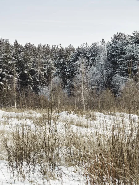 Fundo Natural Inverno Com Árvores Sob Neve Paisagem Rural Tempo — Fotografia de Stock