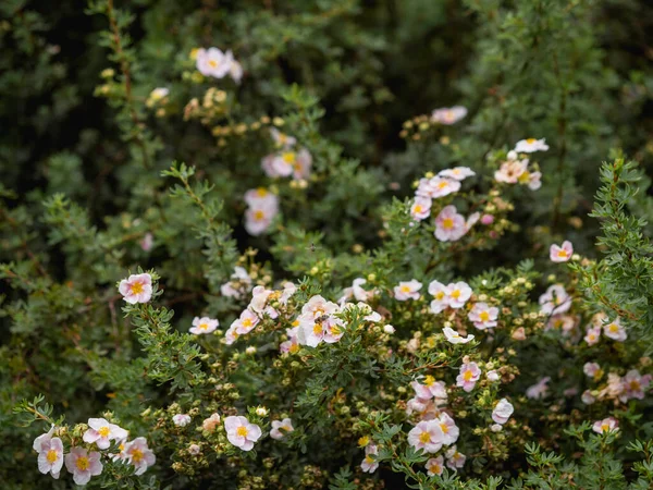 Abelha Recolhe Pólen Flores Cor Rosa Bush Com Flores Flor — Fotografia de Stock