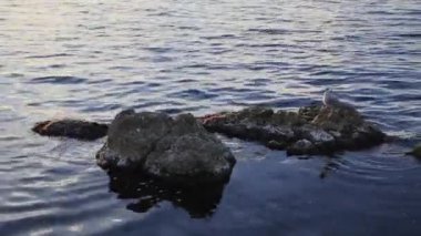 Deniz kenarındaki kayalarda yalnız martı oturuyor. Deniz kuşuyla deniz sörfü hattında taşın üstünde doğal bir arka plan..