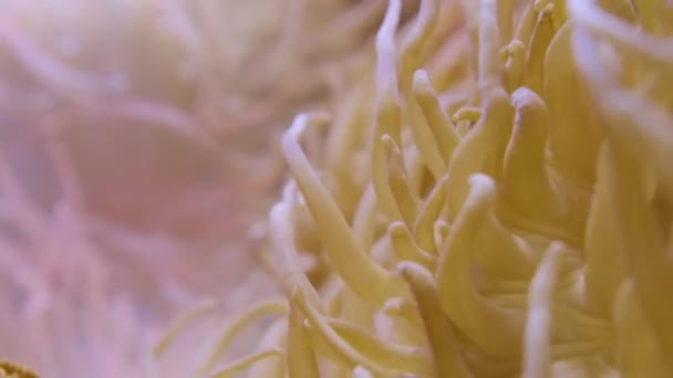 Anemonhal. Bohóchal nyersbőr a dugóhúzó csápos tengeri anemone vagy Macrodactyla doreensis belsejében. — Stock videók