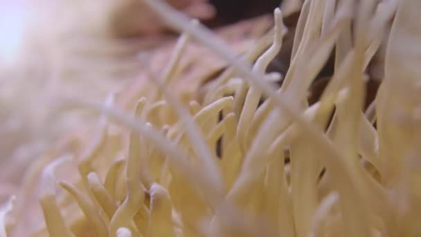 Anemonenfische. Clownfisch versteckt sich im Korkenzieher-Tentakel Seeanemone oder Macrodactyla doreensis. — Stockvideo