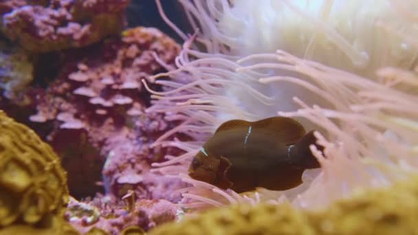 Anemonhal. Bohóchal nyersbőr a dugóhúzó csápos tengeri anemone vagy Macrodactyla doreensis belsejében. — Stock videók