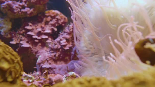 Anemonhal. Bohóchal nyersbőr a dugóhúzó csápos tengeri anemone vagy Macrodactyla doreensis belsejében. — Stock videók