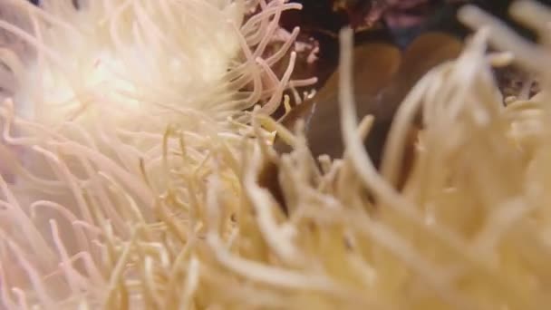 Anemonefish. Peixe-palhaço esconde-se dentro do tentáculo do saca-rolhas anêmona do mar ou Macrodactyla doreensis. — Vídeo de Stock