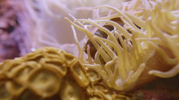 Anemonefish. Peixe-palhaço esconde-se dentro do tentáculo do saca-rolhas anêmona do mar ou Macrodactyla doreensis. — Vídeo de Stock