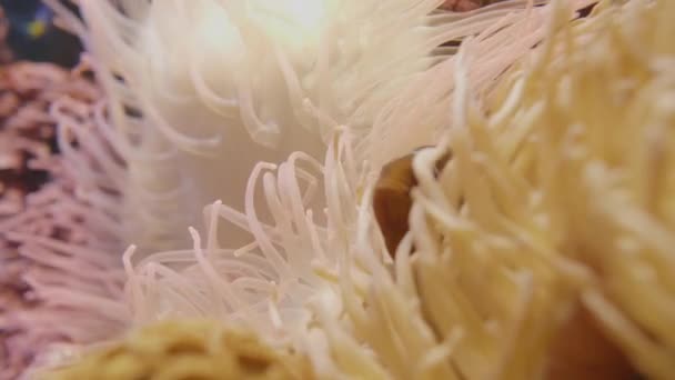 Anemonefish. Klauni se skrývají uvnitř vývrtky chapadlo mořské sasanky nebo Macrodactyla doreensis. — Stock video