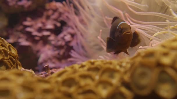 Anemonefish. Klauni se skrývají uvnitř vývrtky chapadlo mořské sasanky nebo Macrodactyla doreensis. — Stock video