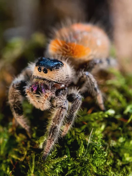 Portrait Rapproché Araignée Tarentule Grand Arachnida Poilu Sur Mousse Verte — Photo