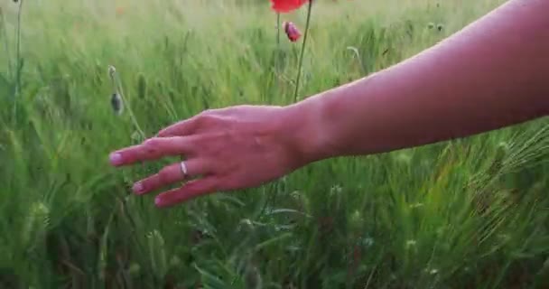 Vrouw raakt rode papaver bloemen aan op het veld van rogge. Groene planten met rode knoppen. Mooie en fragiele bloemen in de zomer. — Stockvideo