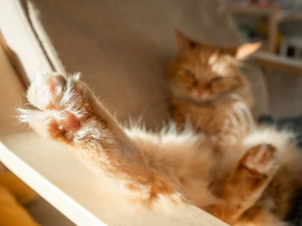 Álmos Vörös Macska Párnán Bolyhos Kisállat Karosszéken Alszik Koncentrálj Bolyhos — Stock Fotó