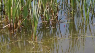 Aşırı büyümüş göletin yüzeyinde plastik kırmızı salıncaklar. Yazın balık tutmak.