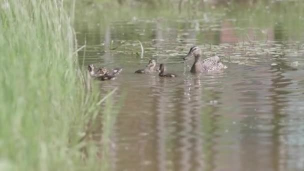 Canard femelle avec des canetons nage dans l'étang et cherche de la nourriture à la surface de l'eau. — Video