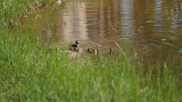 Female duck with ducklings swims in pond and looks for food on water surface. — Stock Video
