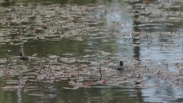 두 새끼 오리 가 연못에서 헤엄치며 수면에서 먹이를 찾는다. — 비디오