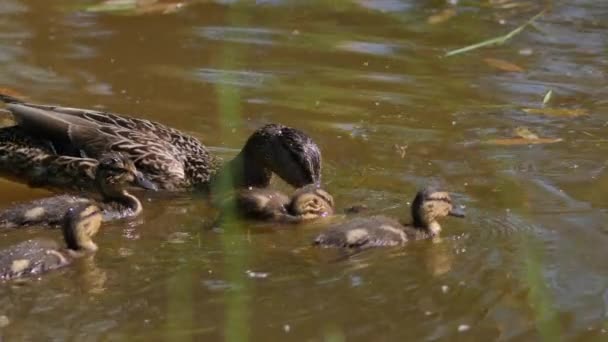 오리와 함께 연못에서 헤엄치며 수면에서 먹이를 찾는 암컷 오리. — 비디오