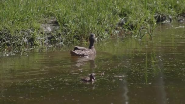 Canard femelle avec des canetons nage dans l'étang et cherche de la nourriture à la surface de l'eau. — Video