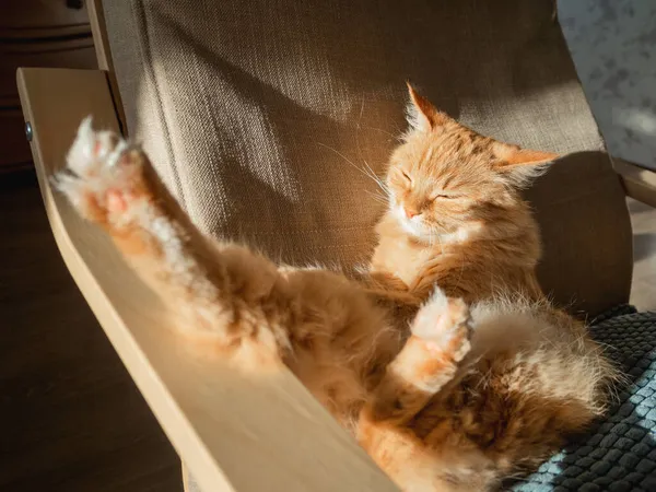 Sleepy Ginger Cat Duduk Atas Bantal Hewan Peliharaan Berbulu Sedang — Stok Foto