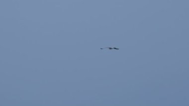 Açık mavi gökyüzü arka planında uçan martı. Alacakaranlıkta büyük beyaz kuş.