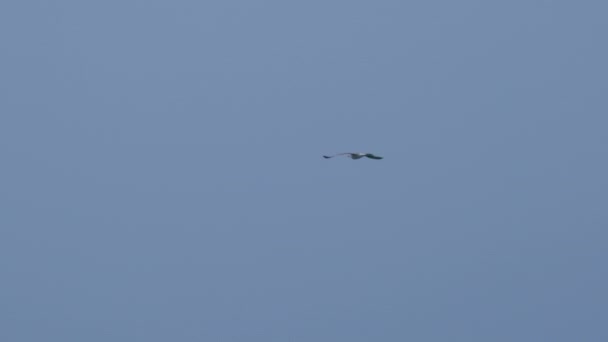 Açık mavi gökyüzü arka planında uçan martı. Alacakaranlıkta büyük beyaz kuş. — Stok video