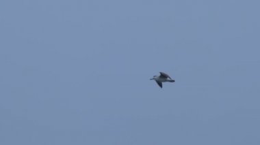 Açık mavi gökyüzü arka planında uçan martı. Alacakaranlıkta büyük beyaz kuş.