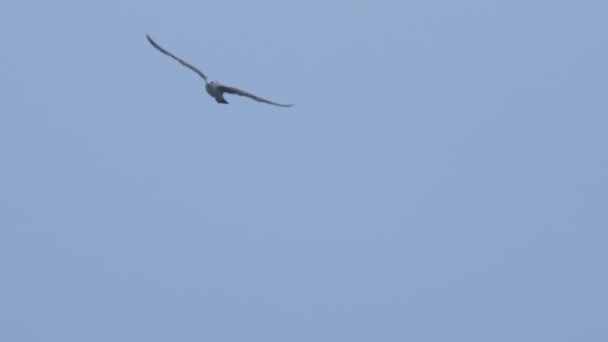 맑고 푸른 하늘 배경으로 날으는 갈매기. 황혼에 있는 커다란 흰 새. — 비디오