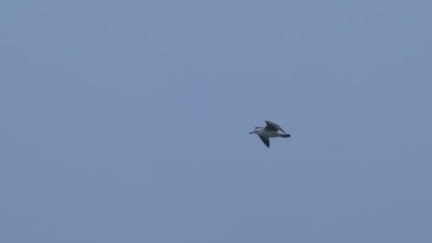 맑고 푸른 하늘 배경으로 날으는 갈매기. 황혼에 있는 커다란 흰 새. — 비디오