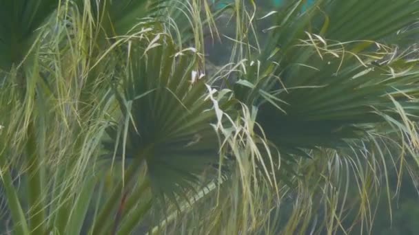 Zelené palmové listy se pomalu kymácejí ve větru. Tropické stromy v Soči, Rusko. — Stock video