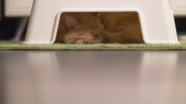 Tatlı kızıl kedi plastik taburede uyuyor. Yeşil halıdaki tüylü hayvan. Banyoda saklanmak için rahat bir yer..