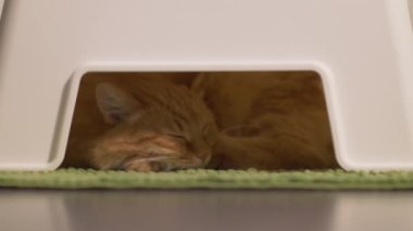 Tatlı kızıl kedi plastik taburede uyuyor. Yeşil halıdaki tüylü hayvan. Banyoda saklanmak için rahat bir yer..