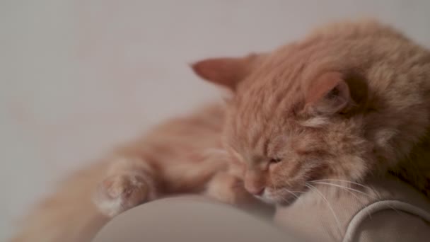 Roztomilá zrzavá kočka spí na béžovém gauči. Chlupatý mazlíček na měkkém textilním. — Stock video