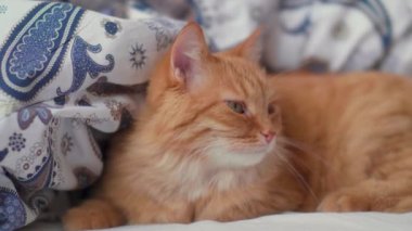 Tatlı kızıl kedi yatakta uzanıyor. Yumuşak evcil hayvan, rahat rahat, desenli çarşaflarda dinleniyor..