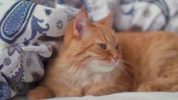 Aranyos vörös macska fekszik az ágyban. Bolyhos kisállat kényelmesen ellazul a mintás ágynemű. — Stock videók
