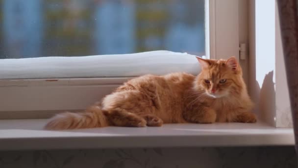 Mignon chat roux est couché sur le rebord de la fenêtre. Un animal moelleux. Journée d'hiver ensoleillée à la maison confortable. — Video