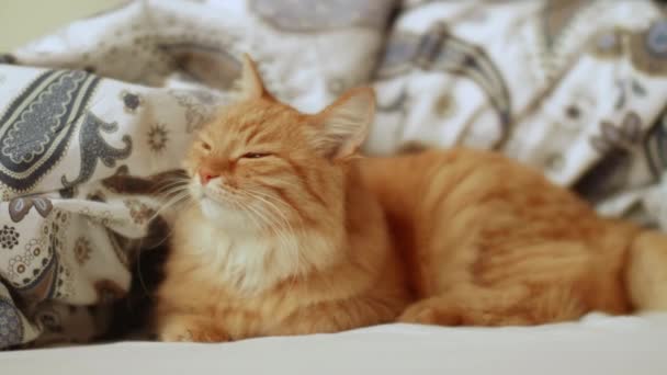 Η γλυκιά κοκκινομάλλα είναι ξαπλωμένη στο κρεβάτι. Fluffy κατοικίδιο ζώο χαλαρώνει άνετα σε σχέδια κλινοσκεπάσματα. — Αρχείο Βίντεο