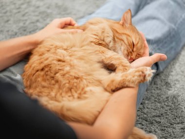 Tatlı kızıl kedi, kadınların dizlerinin üstünde uyuyor. Pofuduk evcil hayvan sahibi bacaklarına rahatça yerleşti..