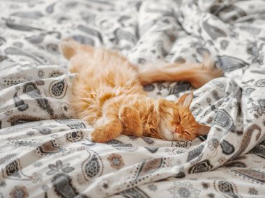 Sevimli kızıl kedi yatakta uyuyor. Kabarık tüylü hayvan desenli çarşaflarda rahat uyur. Konforlu ev.