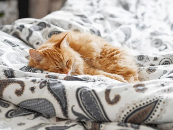Die Süße Ingwerkatze Schläft Bett Flauschiges Haustier Schläft Bequem Auf — Stockfoto