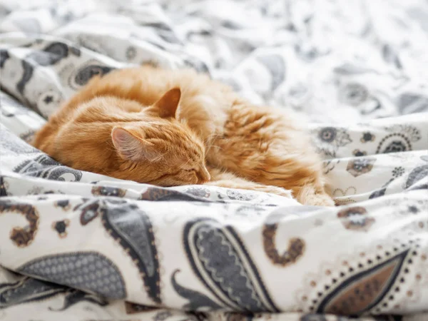 Γλυκιά Κοκκινομάλλα Κοιμάται Στο Κρεβάτι Χνουδωτό Κατοικίδιο Ζώο Έχει Άνετα — Φωτογραφία Αρχείου