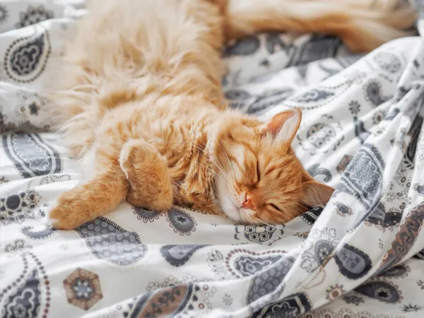 Gato Gengibre Bonito Está Dormindo Cama Animal Estimação Fofo Tem — Fotografia de Stock