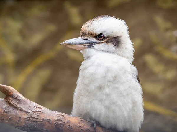 Retrato Completo Kookaburra Dacelo Gigas Árvore Terrestre Kingfisher Fundo Natural — Fotografia de Stock